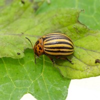 Colorado Beetle
